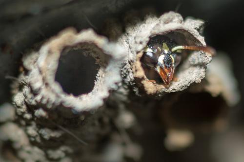 Paraleptomenes miniatus miniatus